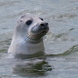 Fauna on Texel